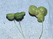 Enkeltplanter af andemad (Lemna gibba) fra siden og nedefra viser, hvor enkle disse planter er.