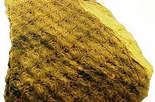 Fossil of the scale tree Lepidodendron aculeatum
