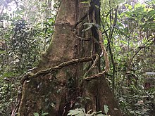 Vine in the wildlife reserve Cuyabeno, Ecuador