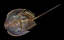 Horseshoe crab
