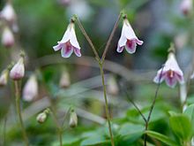 The moss bell is named after Linné.