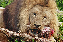 Lion eating