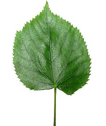 Tilia-blad