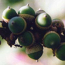 Glands de Lithocarpus collettii