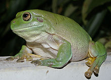 Litoria caerulea di Darwin, Northern Territory.
