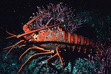 Kalifornian piikkihummeri, Panulirus interruptus