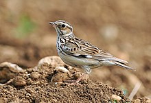Woodlark (Lullula arborea)