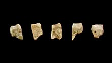 Cinco de los 7 dientes fósiles conocidos de Homo luzonensis encontrados en la cueva del Callao, Filipinas.