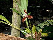 Sympodial: Lycaste xytriophora with pseudobulbs
