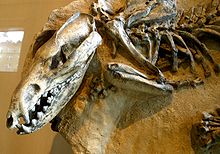 Borhyaenid Lycopsis  