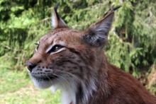 Eurasian lynx