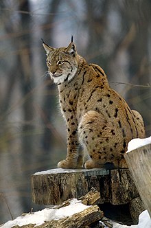 Lince euroasiático  