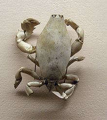 Lyreidus tridentatus , toinen rapu.