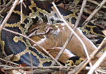 Indianin Python połykający dorosłego jelenia chitalskiego w Parku Narodowym Mudumalai.