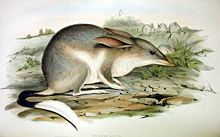 Ein Bilby, Macrotis lagotis.