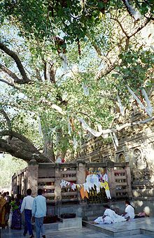 Strom Bodhi v chráme Mahábódhi. Rozmnožuje sa zo stromu Sri Maha Bodhi, ktorý sa zase rozmnožuje z pôvodného stromu Bodhi na tomto mieste.