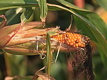 Corn on the Cob