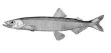 Lodde ist ein häufiger Fisch in den Übergangsgewässern zwischen Atlantik und Arktis