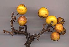 Owoce krabapple są przeważnie czerwone, ale niektóre, jak ta odmiana 'Golden Hornet', są żółte.