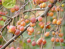 Owoc Malus sikkimensis na drzewie.