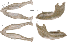 lower jaw of mammoth, here only a few teeth are in use at the same time (horizontal tooth change)