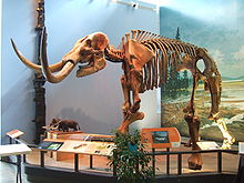 Mastodont, cu o înălțime de 2,5 până la 3 metri la umăr și o greutate de 3500 și 5400 de kilograme (4-6 tone).