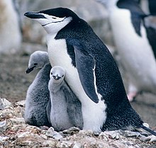 Två hanar av Chinstrap-pingviner i New Yorks Central Park Zoo (som liknar bilden) blev internationellt kända för att de lever som ett par. Senare fick de ett ägg som behövde kläckas och skötas. De tog framgångsrikt hand om och kläckte ägget.
