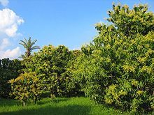 Mangoboomgaard in Multan, Punjab  