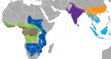 Distribution of the pangolins Species in Asia pangolin pangolin Malayan pangolin Palawan Pangolin Species in Africa Tumbleweed White-bellied Pangolin Giant Scaled Animal Long-tailed Pangolin