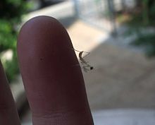 Una ninfa de mantis se parece a una mantis adulta pero mucho más pequeña.  