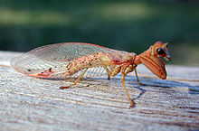 Catching from Australia: Ditaxis biseriata