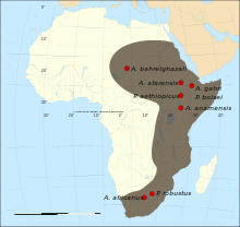 Mapa nalezišť zkamenělin prvních australopitéků v Africe