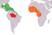 Manatíes: T. manatus en verde; T. inunguis en rojo; T. senegalenis en naranja.