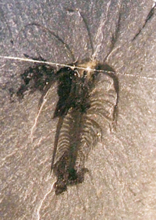 Marrella , il più abbondante organismo di Burgess Shale