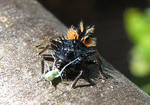grub feeding