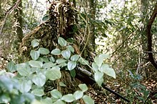 Atirador de elite marinho em terno de ghillie