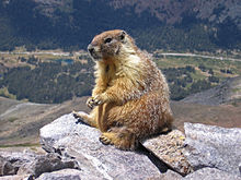 Wachsames "Felsenfutter" (Marmota flaviventris) auf dem Mount Dana, Yosemite National Park in Kalifornien