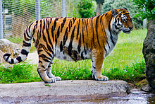 Amur tiger