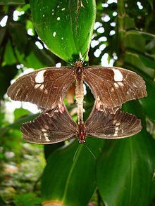 Las mariposas se encuentran entre los animales que se reproducen con sexo  