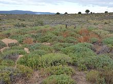 Habitat in the Karoo semi-desert, three meerkats keep watch
