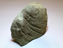 Ryggmärgscentrum från en val som har blivit halverad av en megalodon. Stora bitmärken (djupa klyftor) på ryggkotans centrum är synliga.