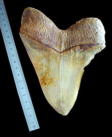 Megalodon-tand med en snedhöjd (diagonal längd) på över 170 mm.