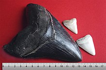 Zub megalodona s dvoma zubami veľkého bieleho žraloka