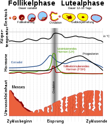 Schematic representation of the ovarian cycle