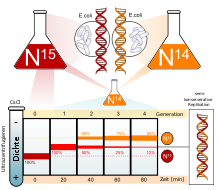 Density gradient according to different generations
