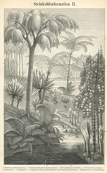 Plantas de los pantanos del Carbonífero.  