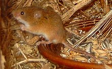  Eine Ernte-Maus