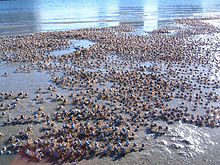 Blue soldier crabs (Mictyris longicarpus)