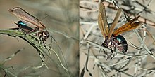Mimicking a wasp by a grasshopper (Sucre, Bolivia, 2014).