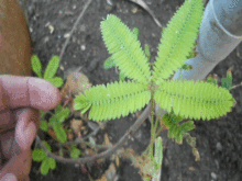 Volantini pieghevoli in mimosa pudica verso l'interno